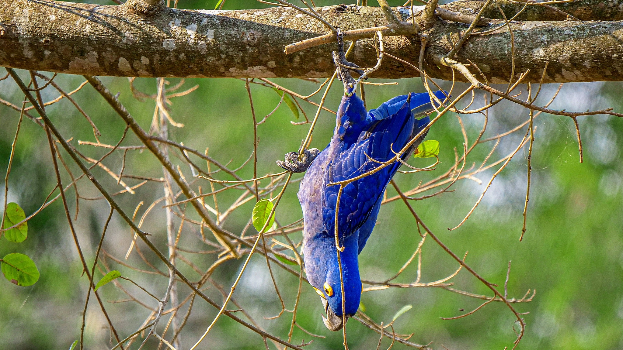 South America's Weirdest Animals