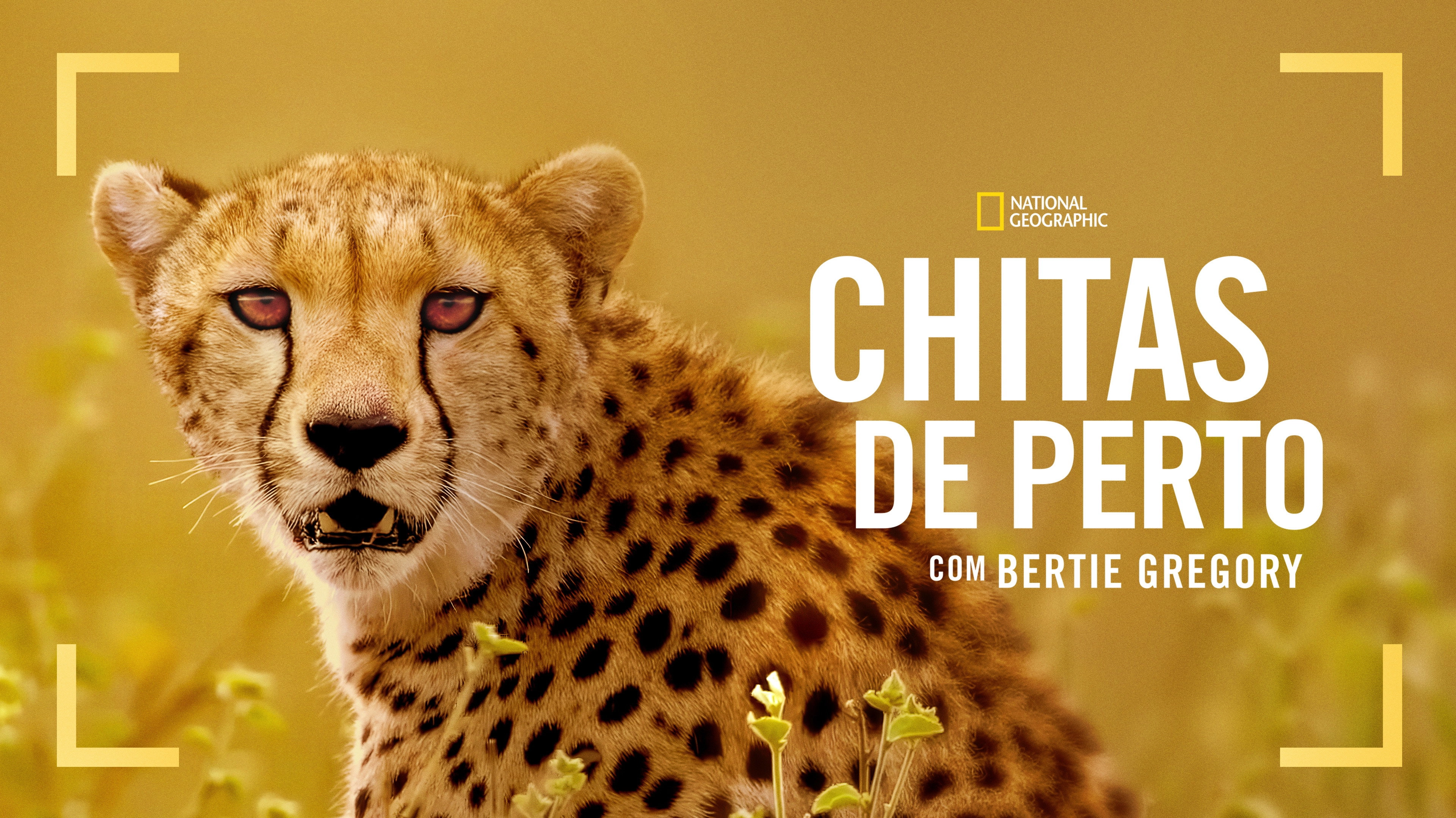 Cheetahs Up Close with Bertie Gregory