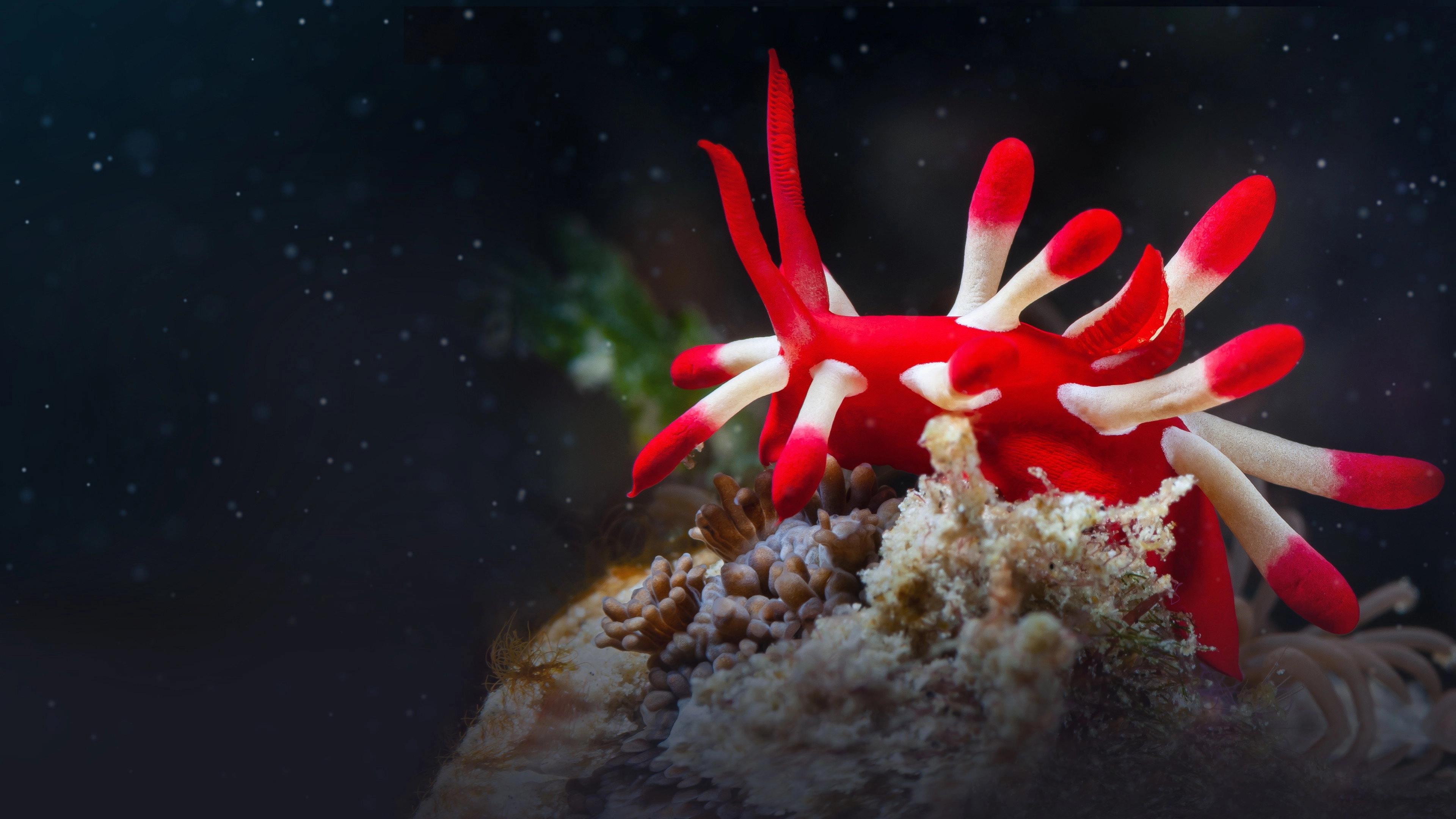 Ocean's Weirdest