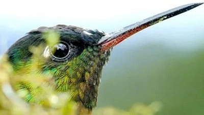 Costa Rica: The Rise of Nature
