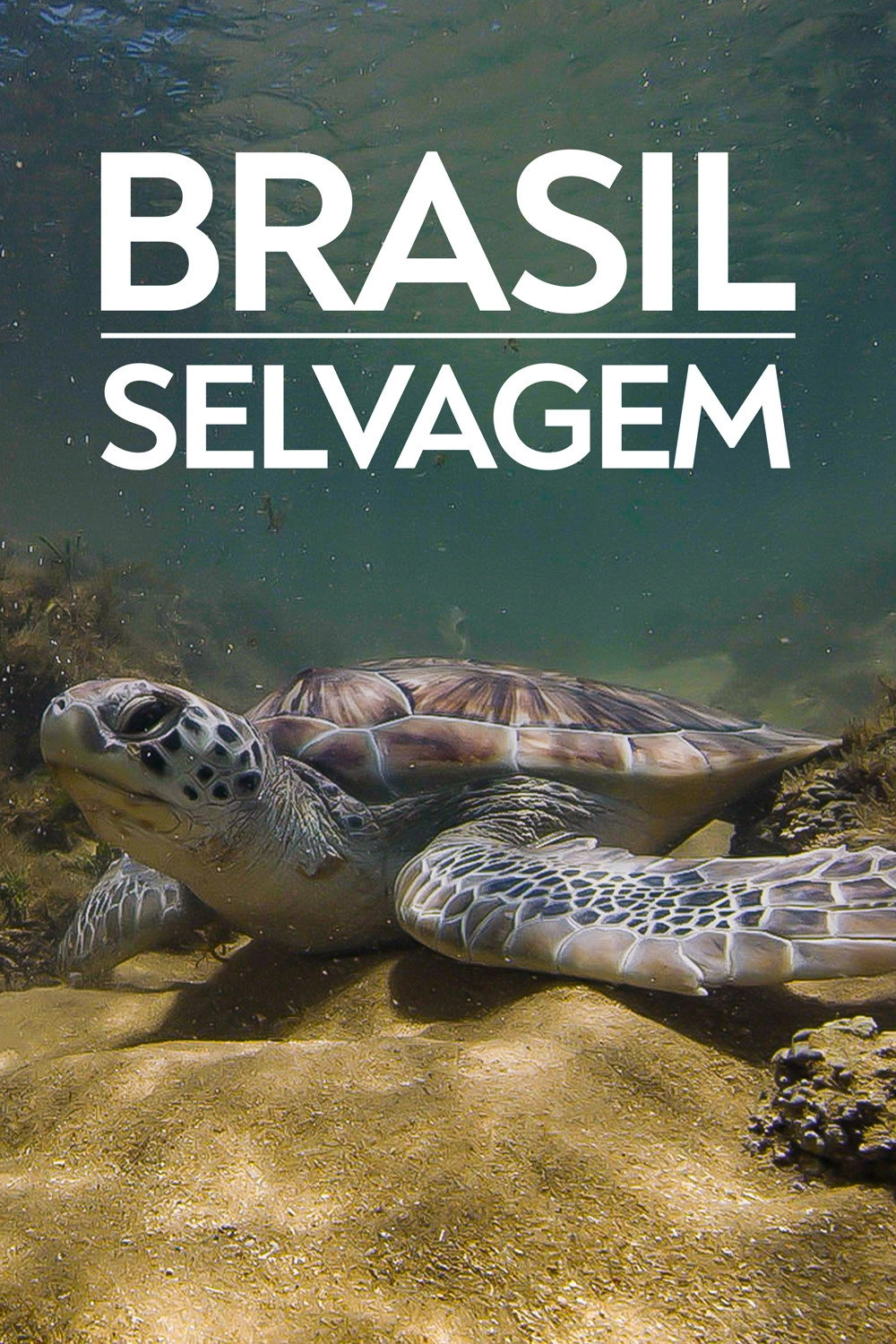 Brazil Untamed