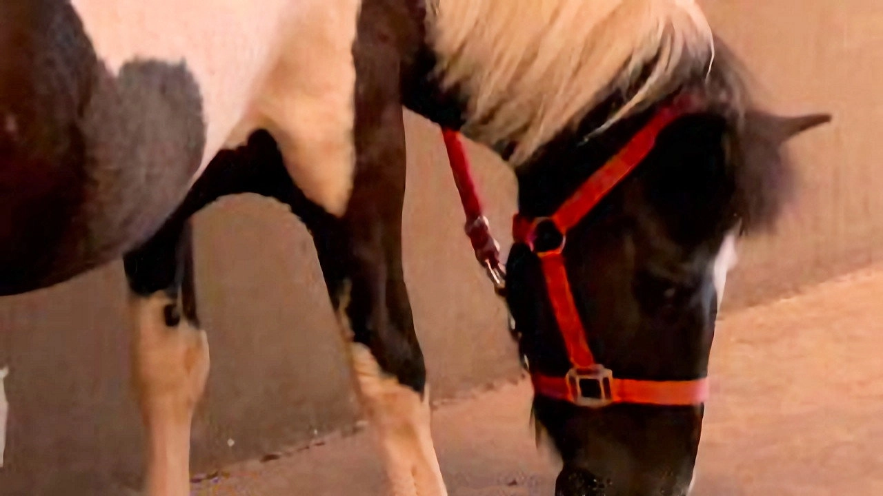 Au galop ! une saison à cheval