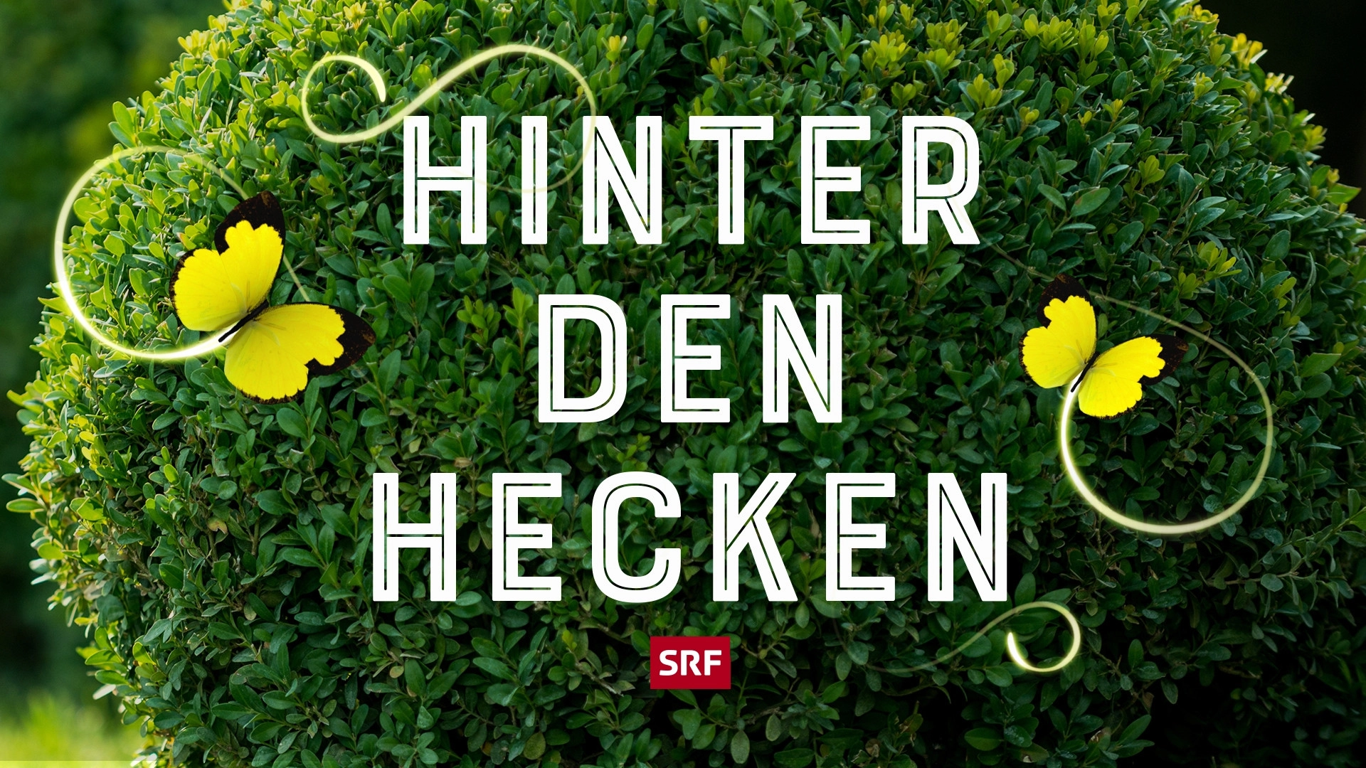 Hinter den Hecken