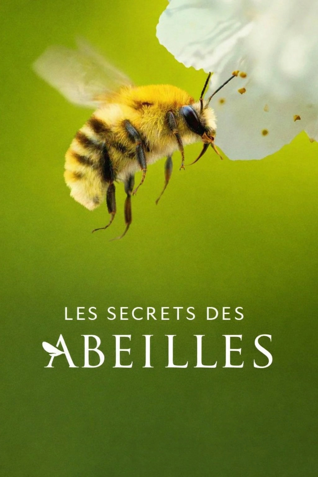 Secrets of the Bees