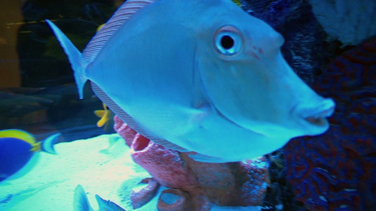 Tanked