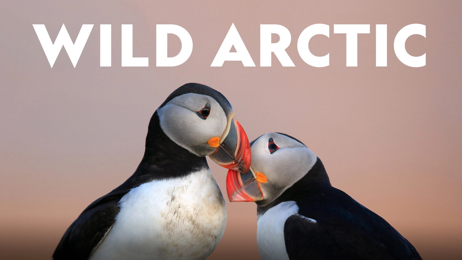 Wild Arctic