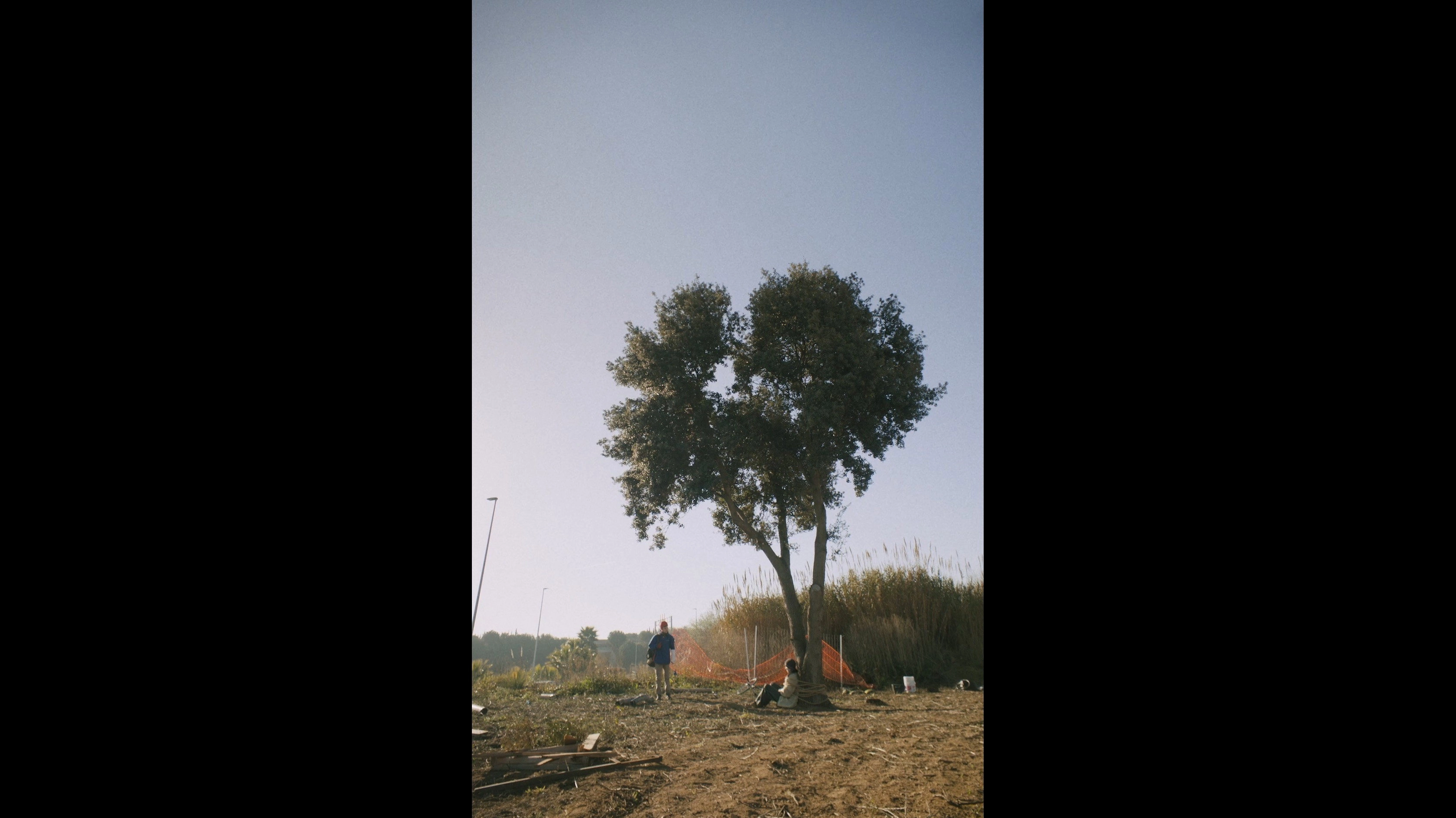 The silent cry of the trees
