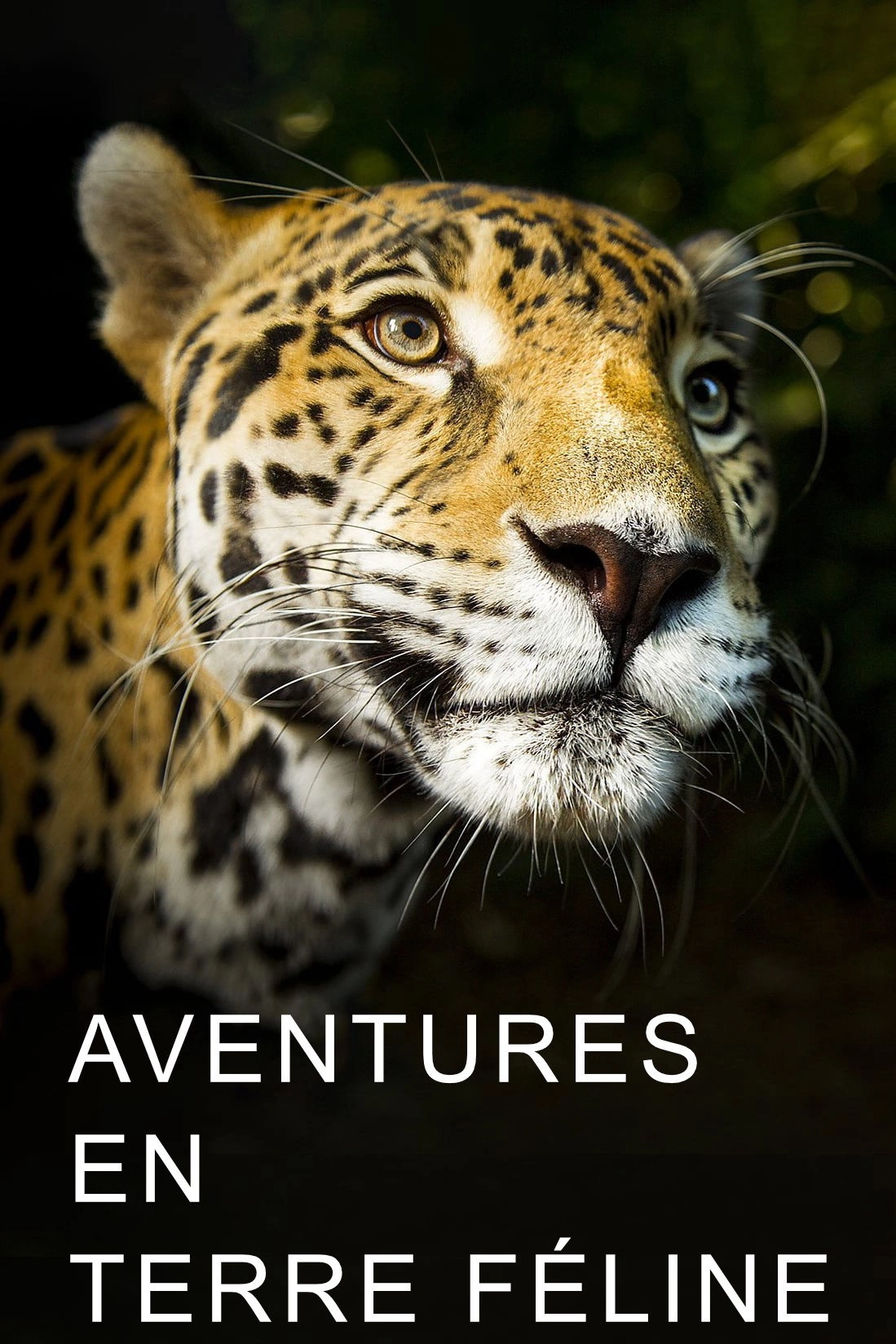 Big Cats