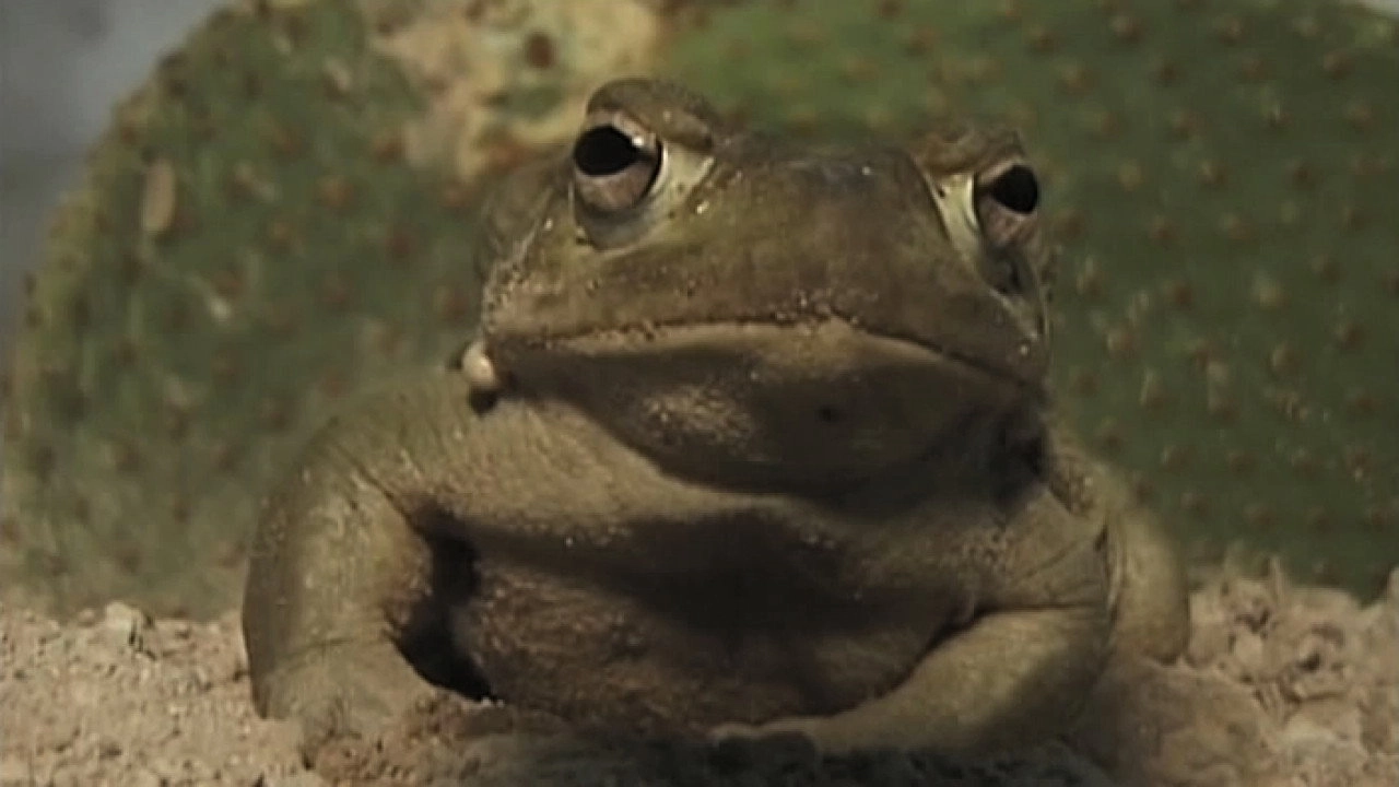Deep Toad