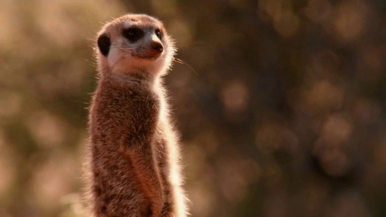 If I Were an Animal
