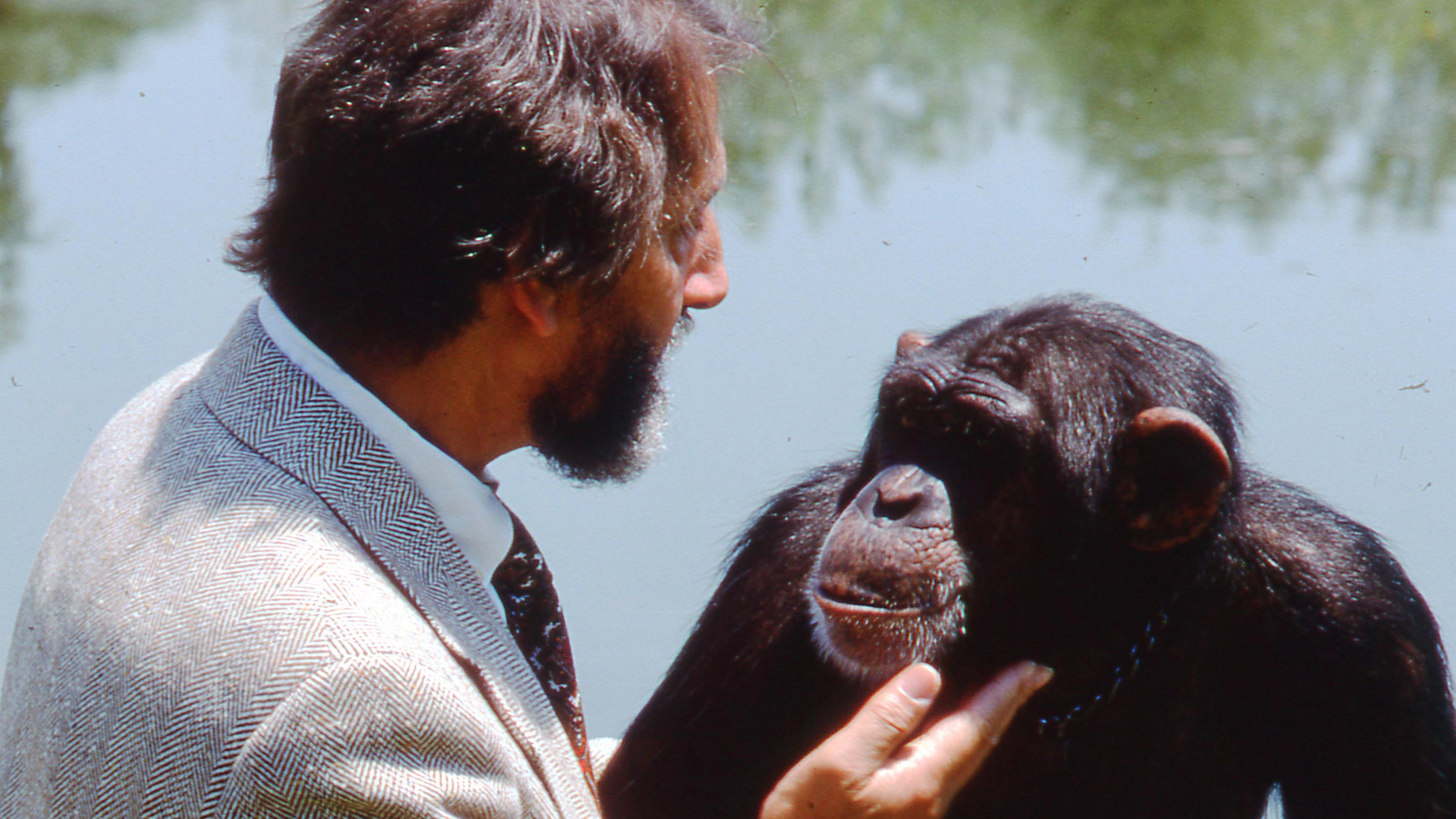 Lucy the Human Chimp