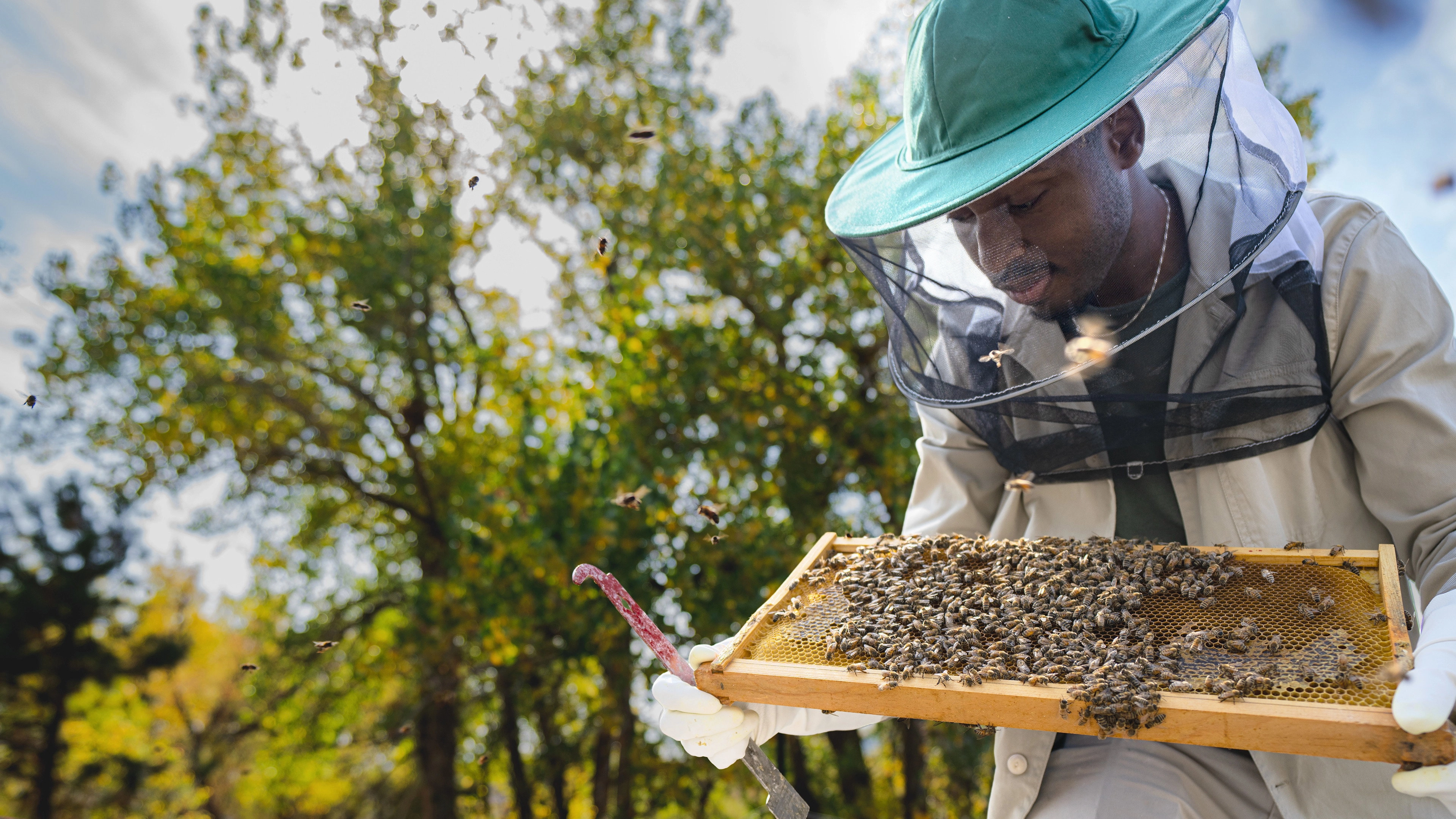 Secrets of the Bees