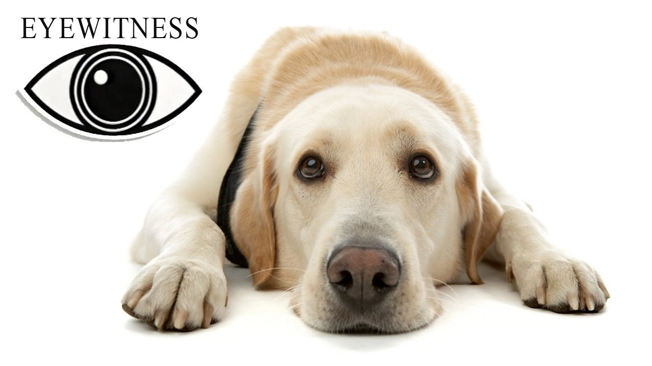 Eyewitness