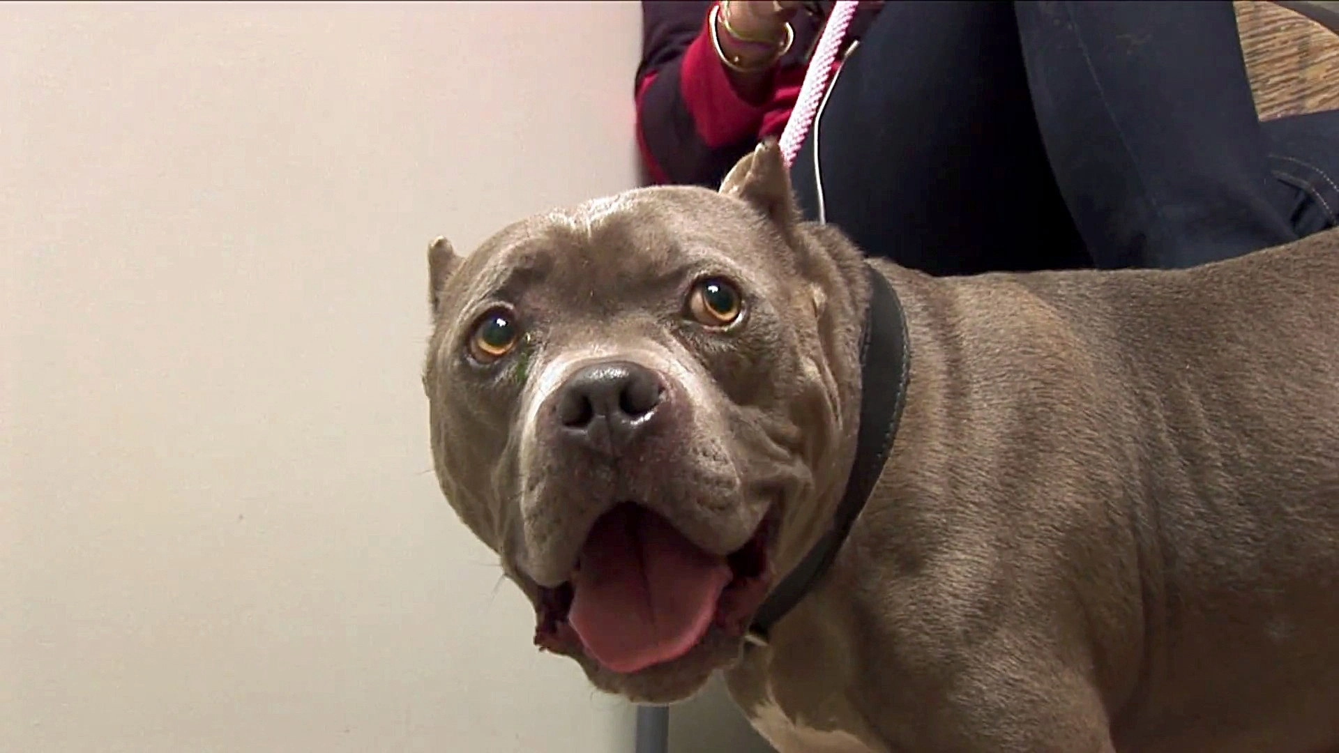 Pit Bulls and Parolees