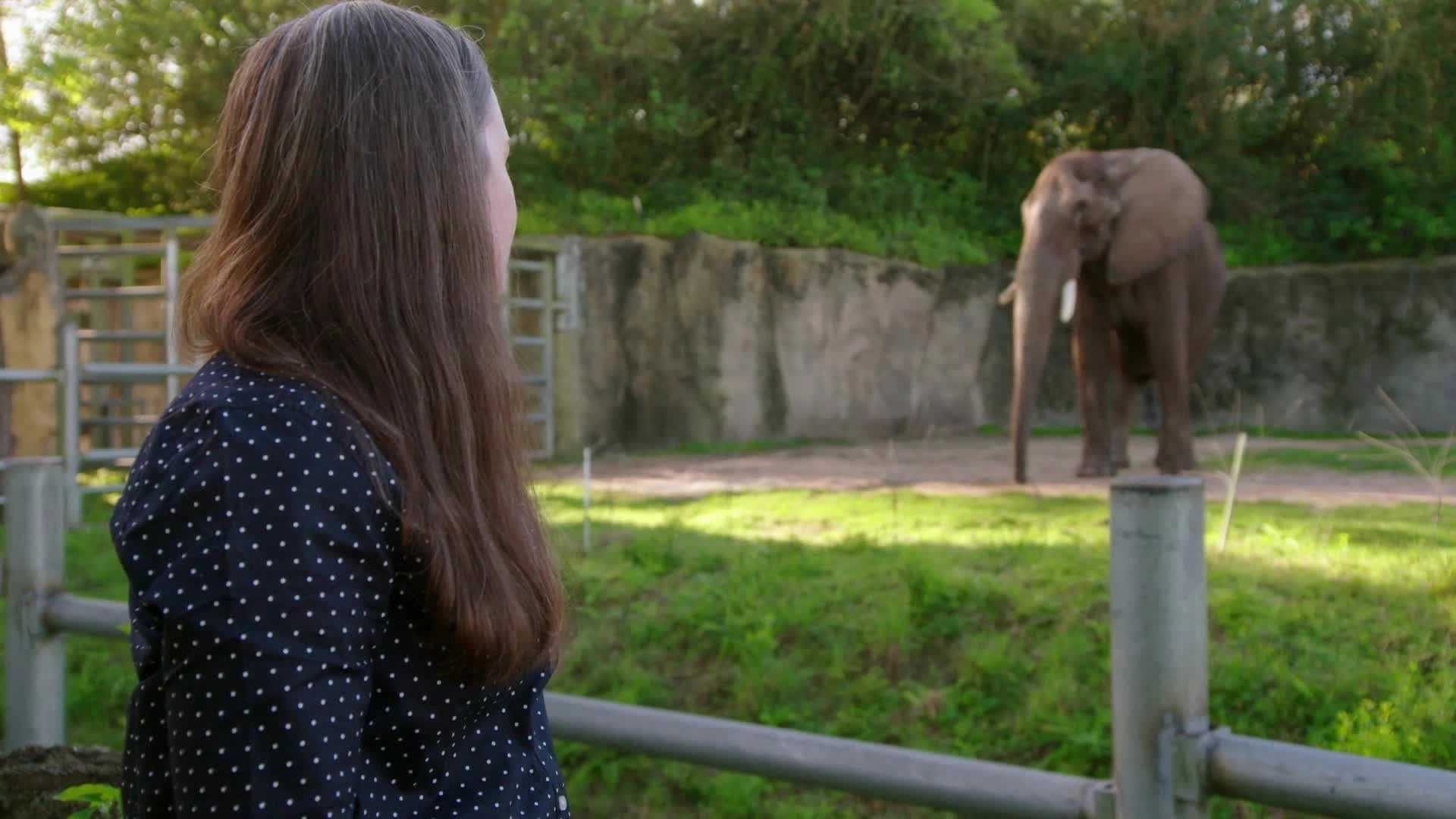 Magic of Disney's Animal Kingdom
