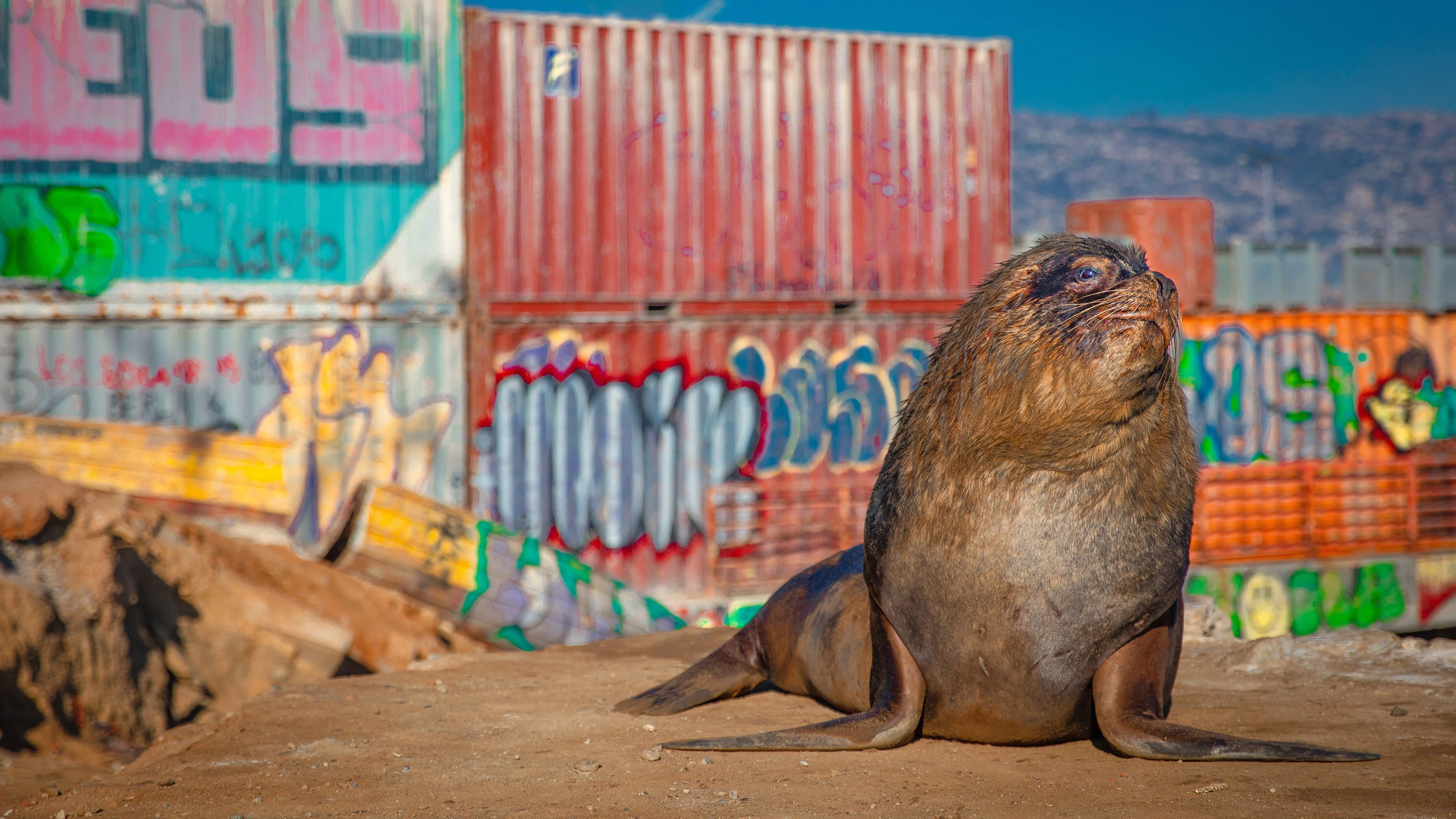 Mammals