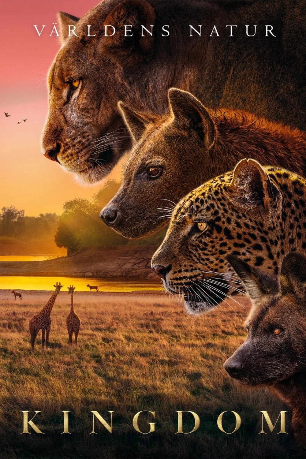 Kingdom