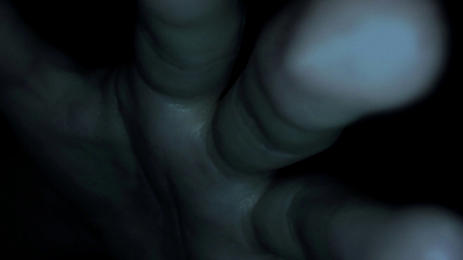 Womb
