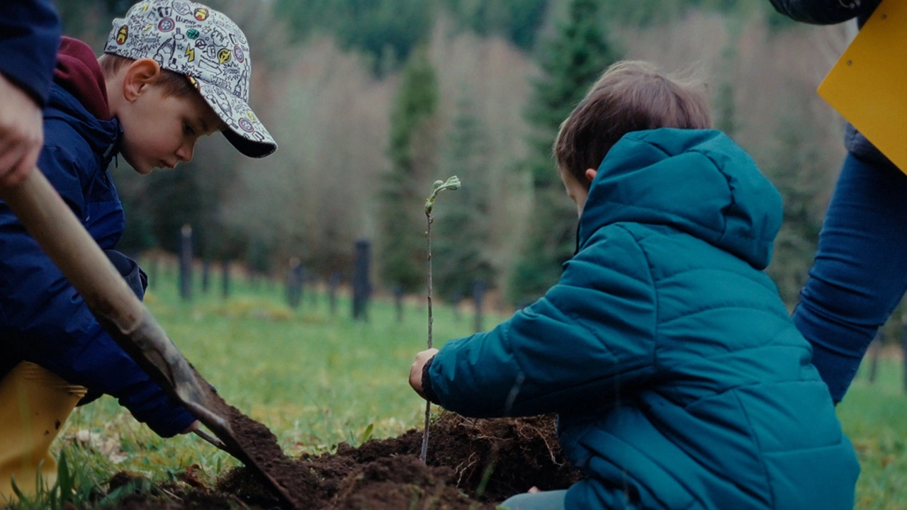 Planter à tout prix - Des arbres pour sauver la planète ?