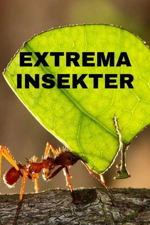 Extreme Bugs