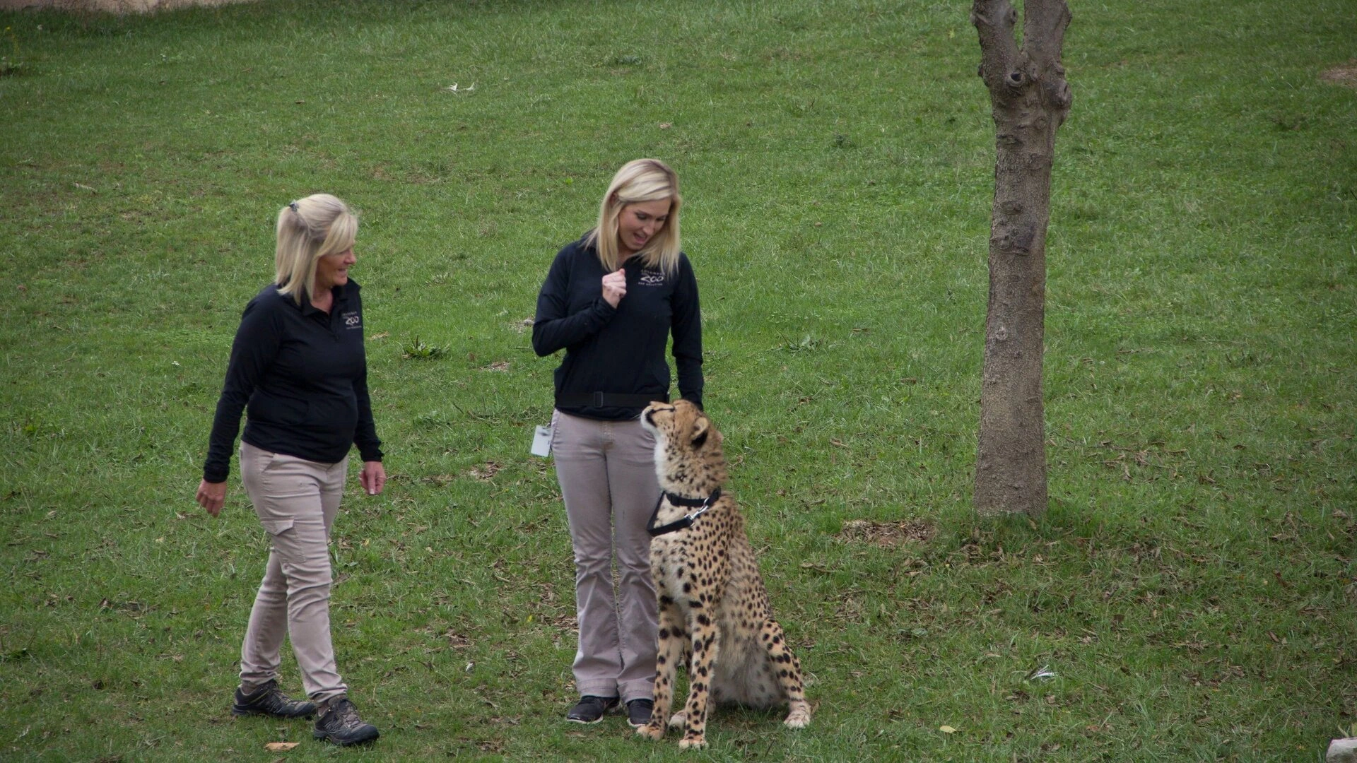 Secrets of the Zoo