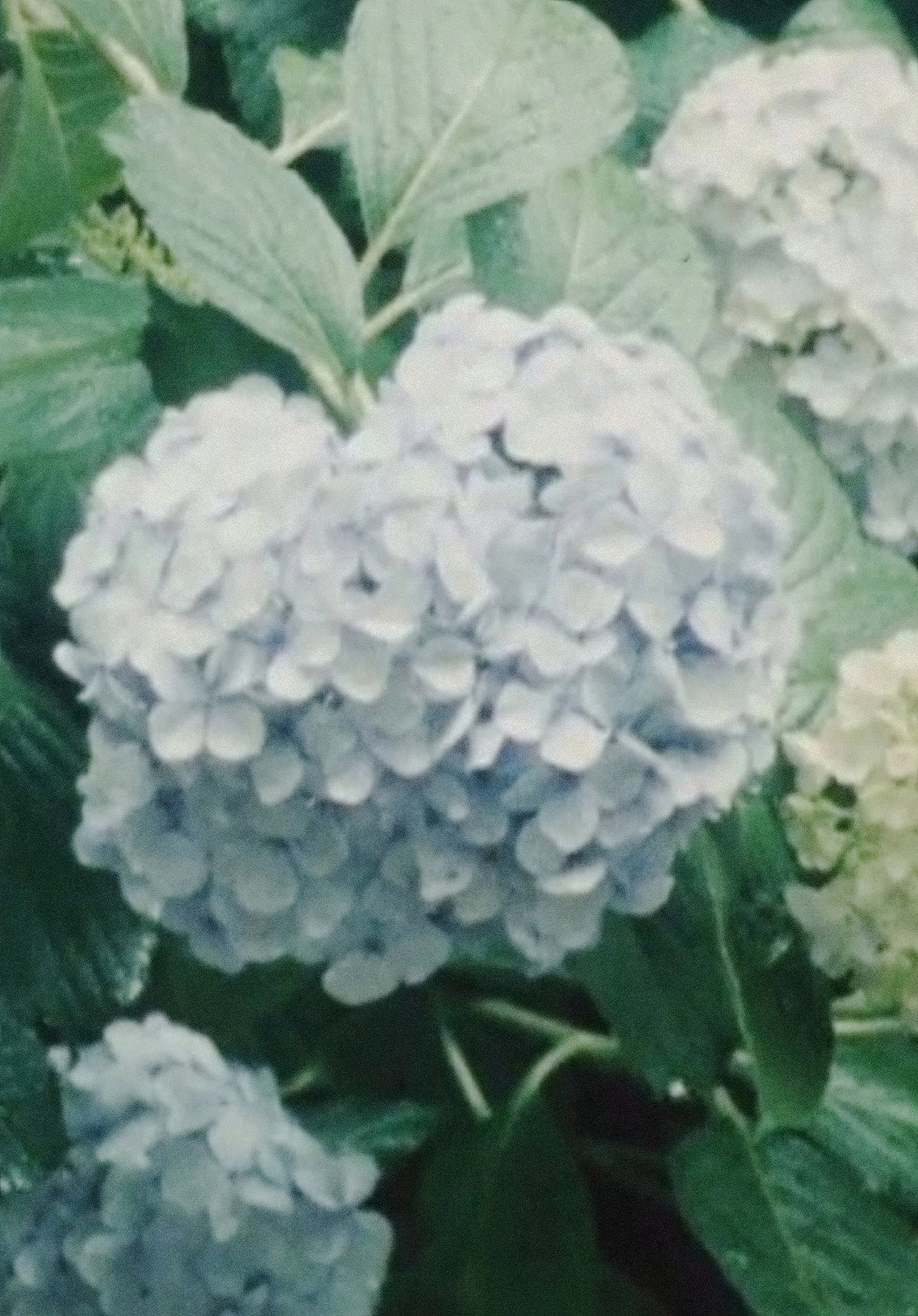 Imitating the Flower of Hydrangea