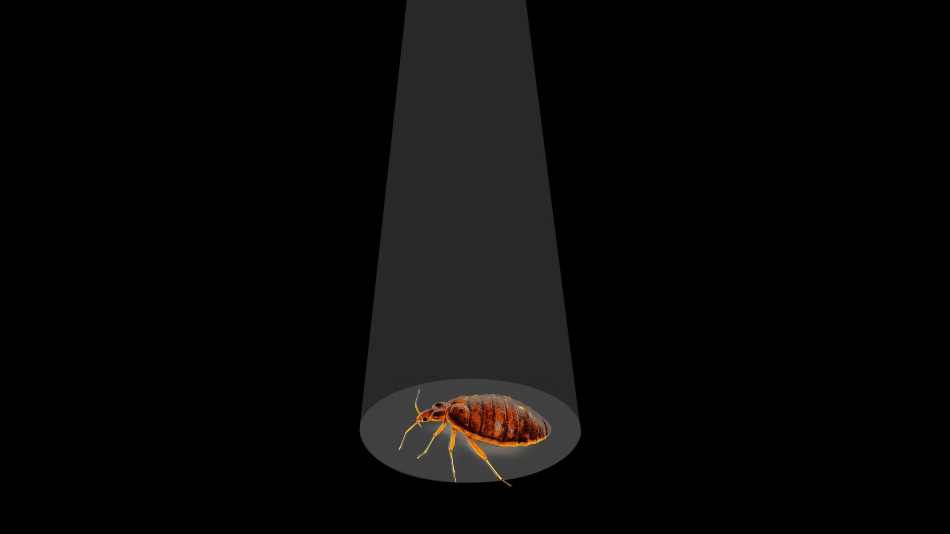 ALAMBRE