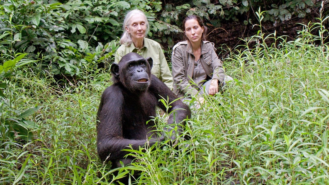 Schimpansen im Kongo mit Jane Goodall