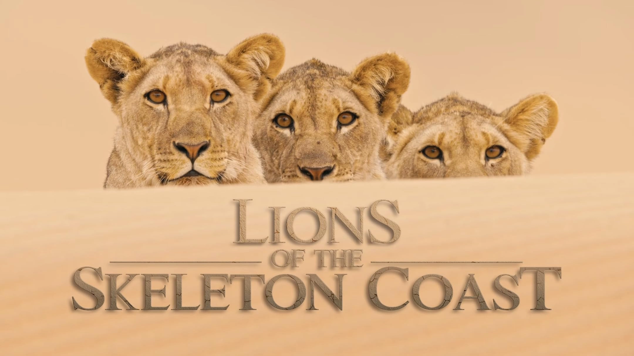 Lions of the Skeleton Coast