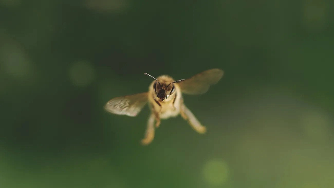 Diary of a Bee
