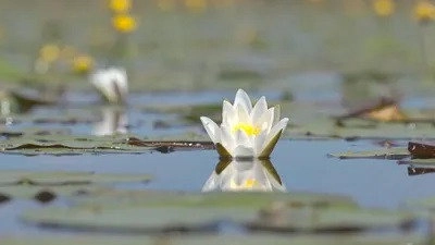 Les Secrets des fleurs sauvages