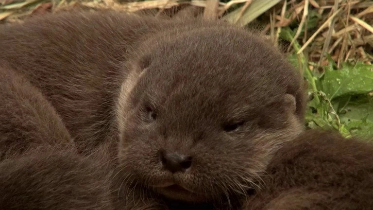 If I Were an Animal