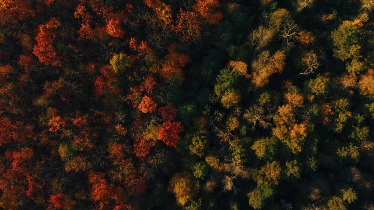 Voir l'automne, une saison en France