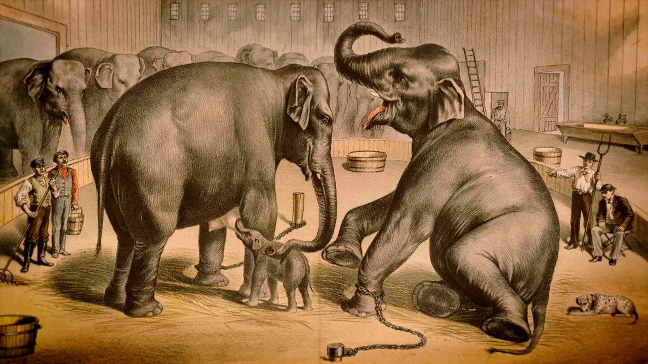 The Tragic Story of Fritz the Elephant