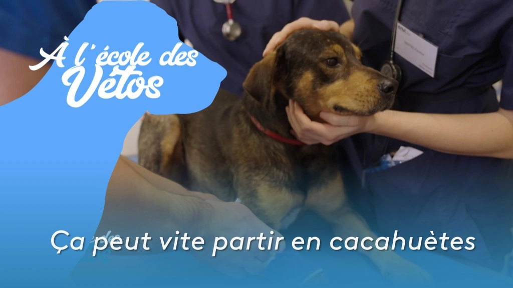 A l'école des vétos