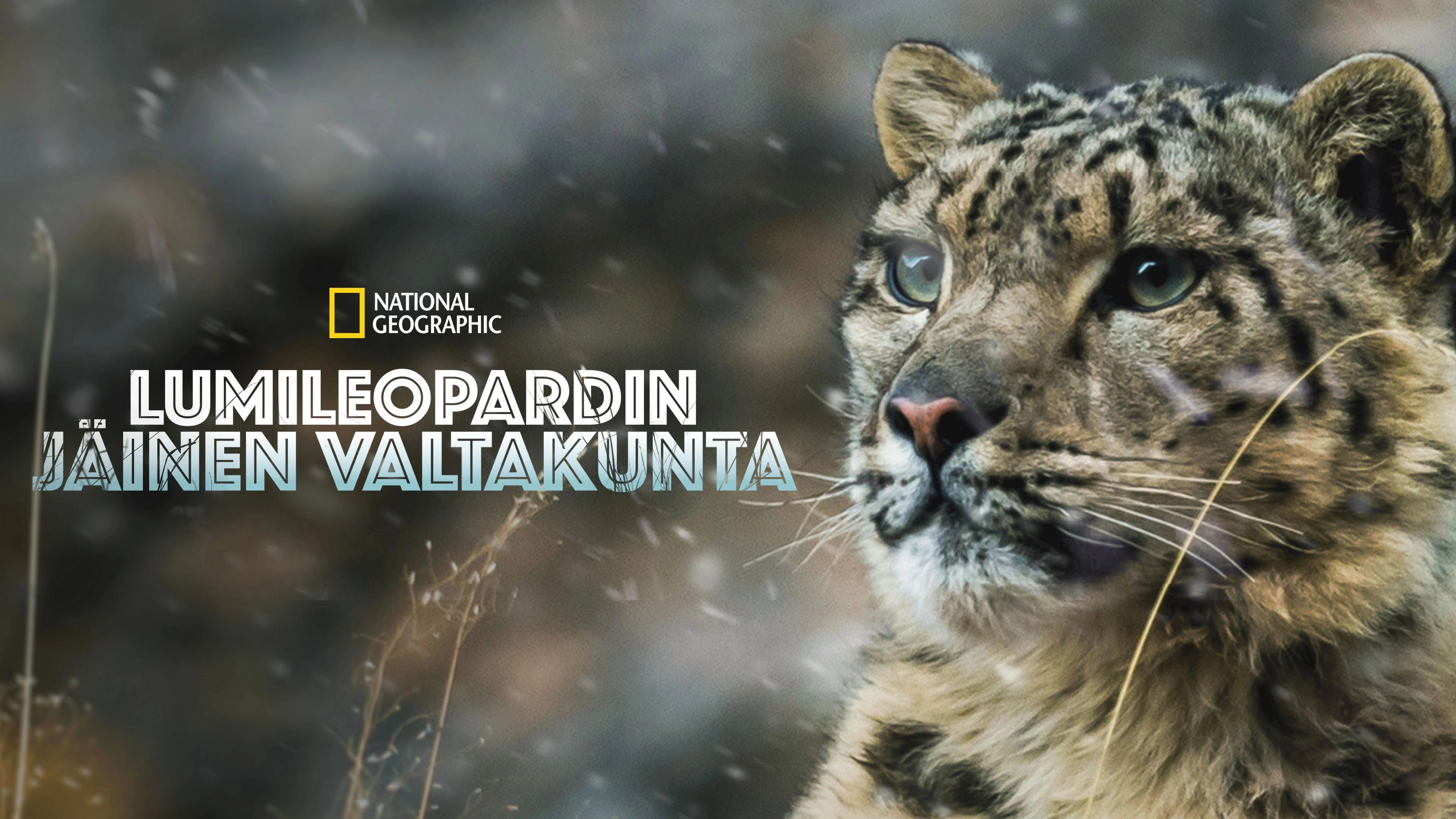 The Frozen Kingdom of the Snow Leopard
