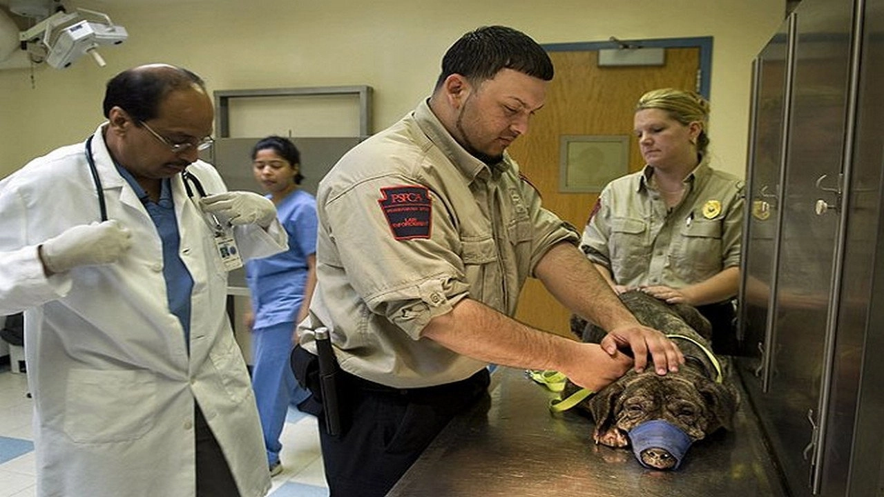 Animal Cops: Philadelphia