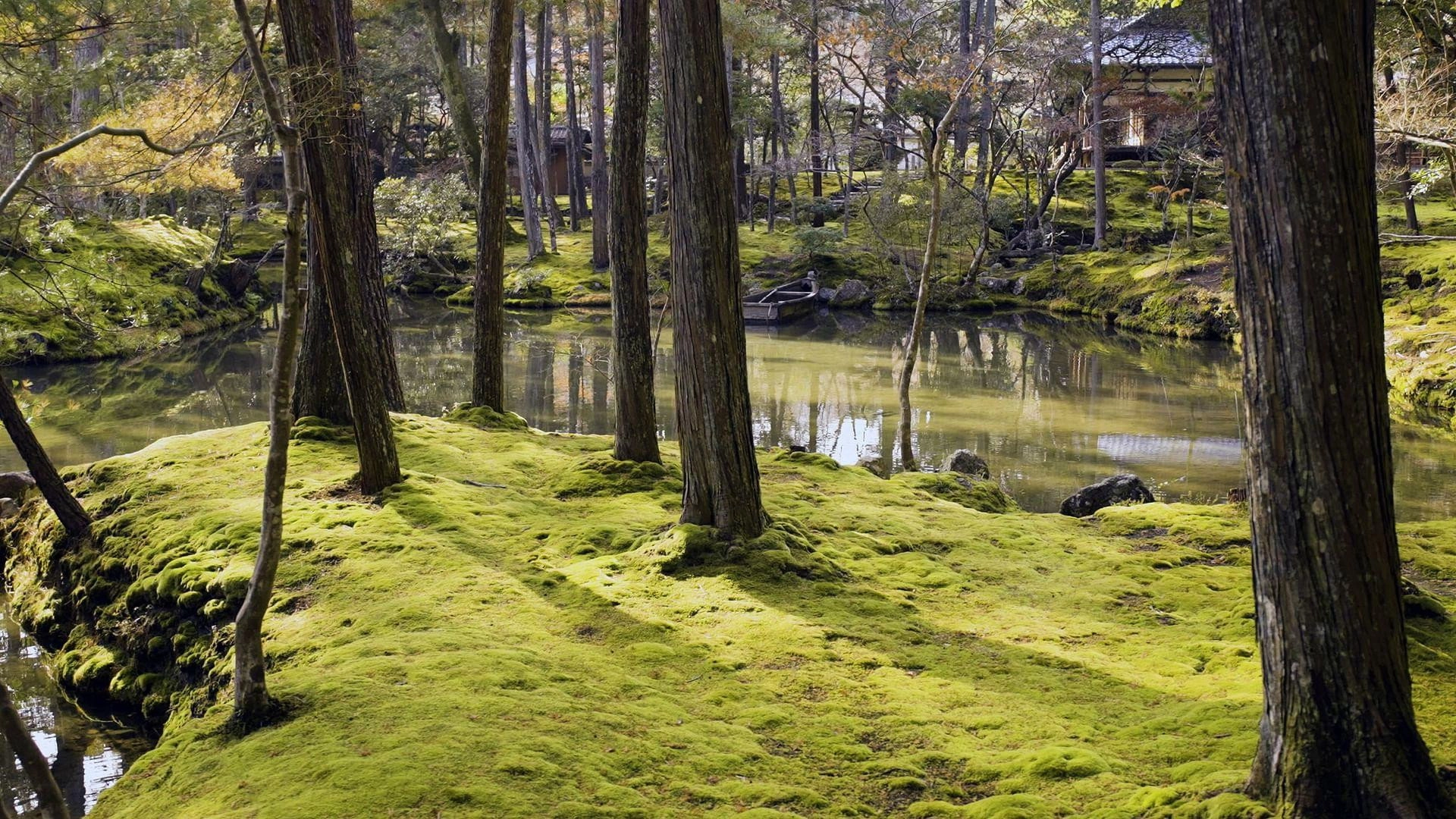 The Magical World of Moss