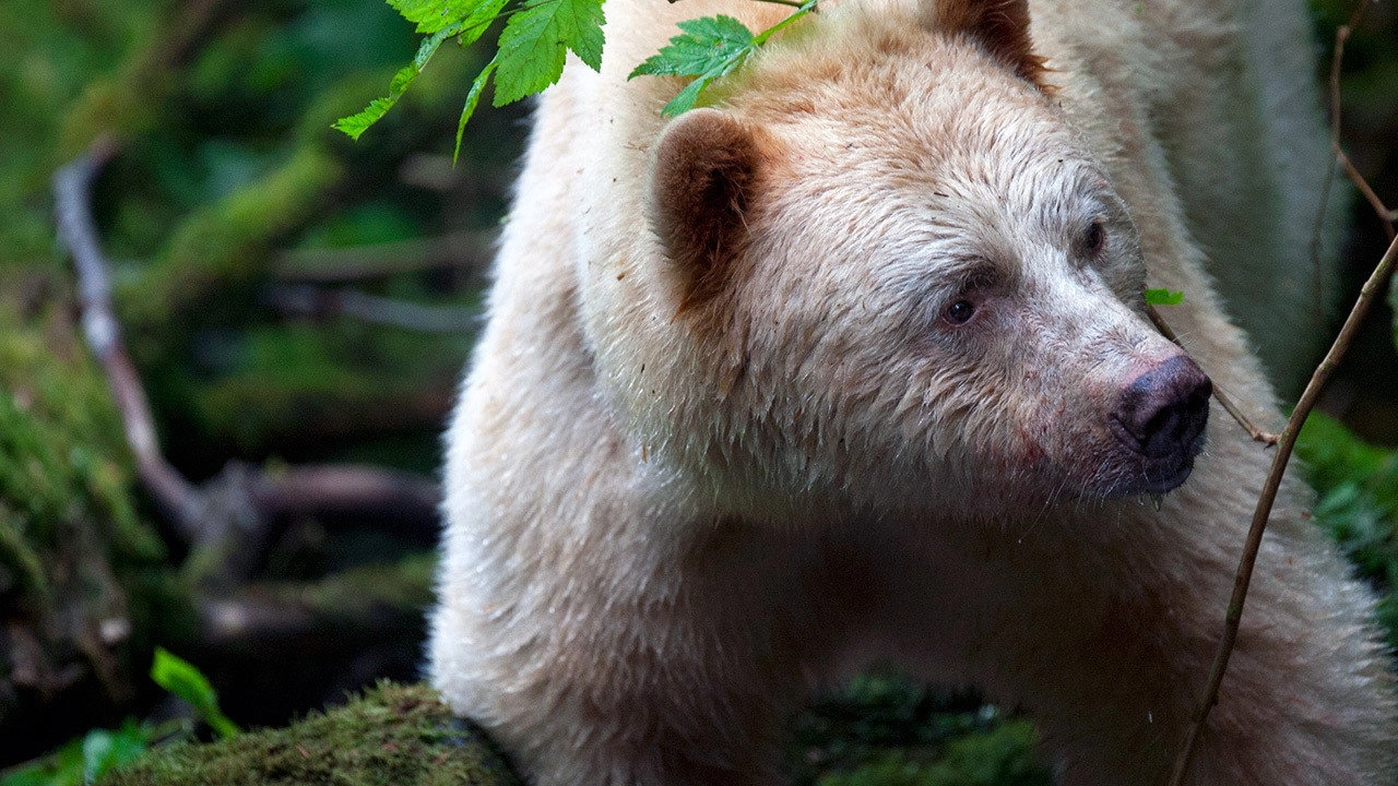 Wild Canada