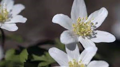 Les Secrets des fleurs sauvages