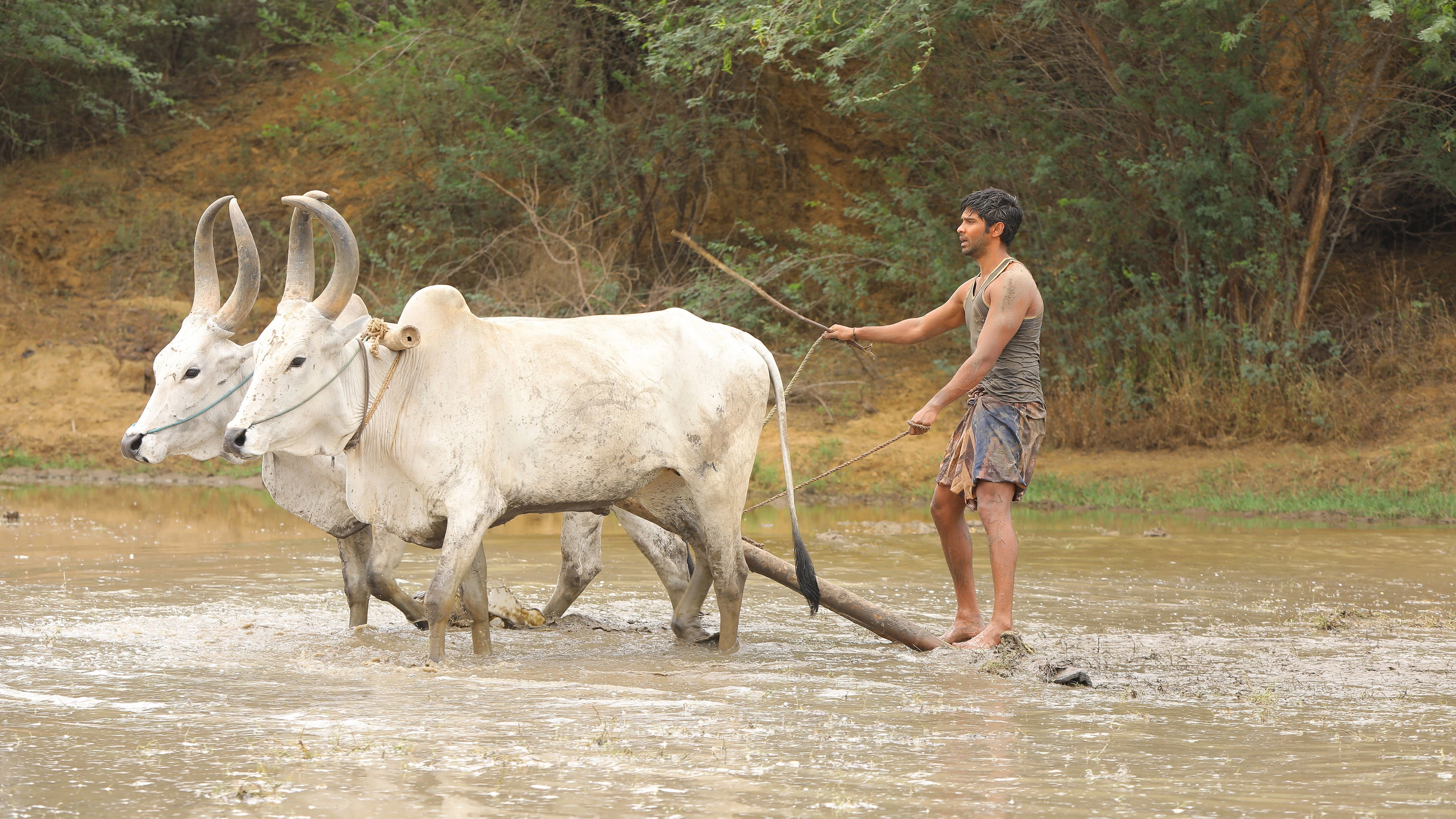 Bison Kaalamaadan