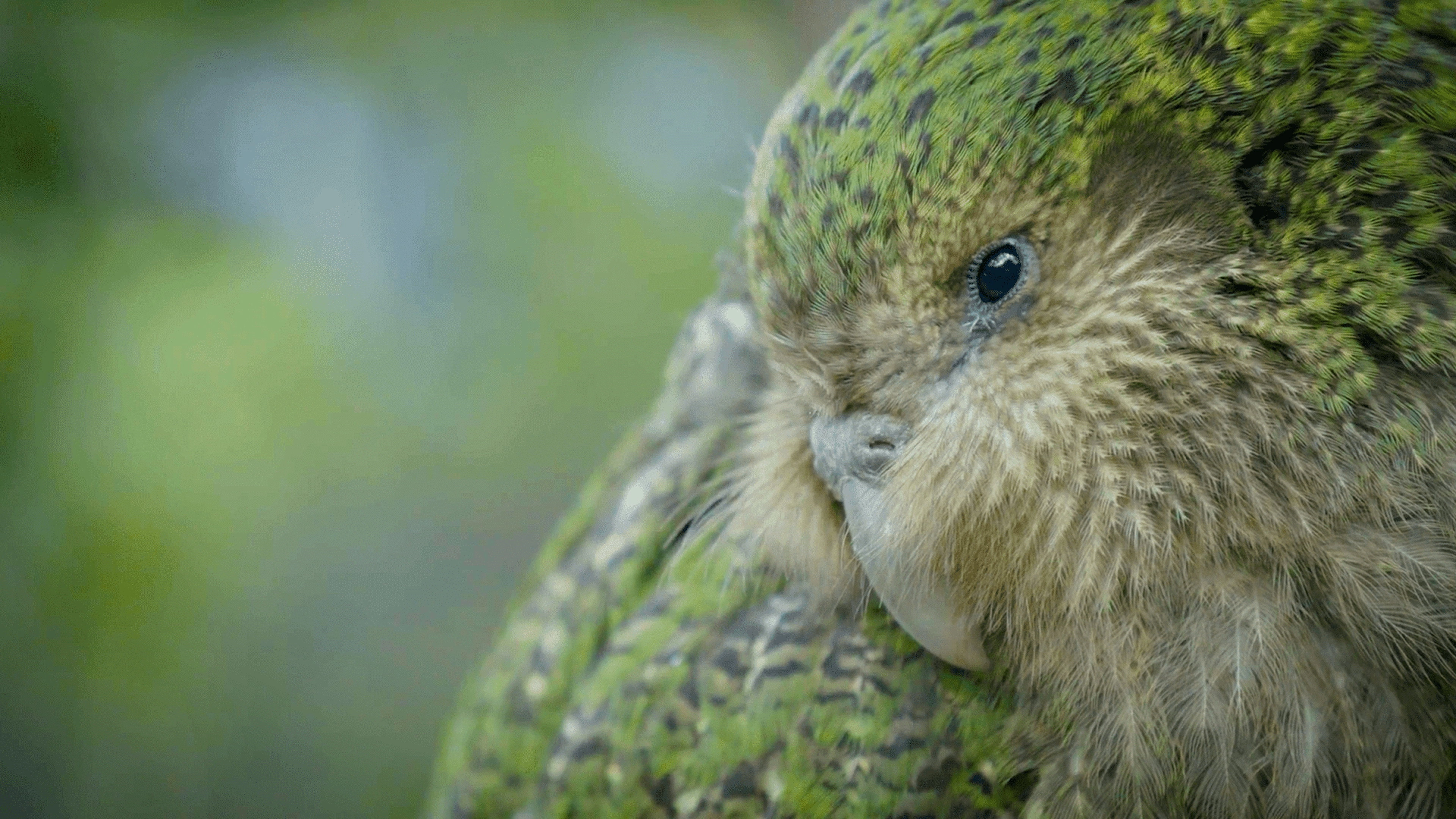 What if...? Genomics in Aotearoa