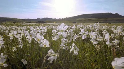 Les Secrets des fleurs sauvages