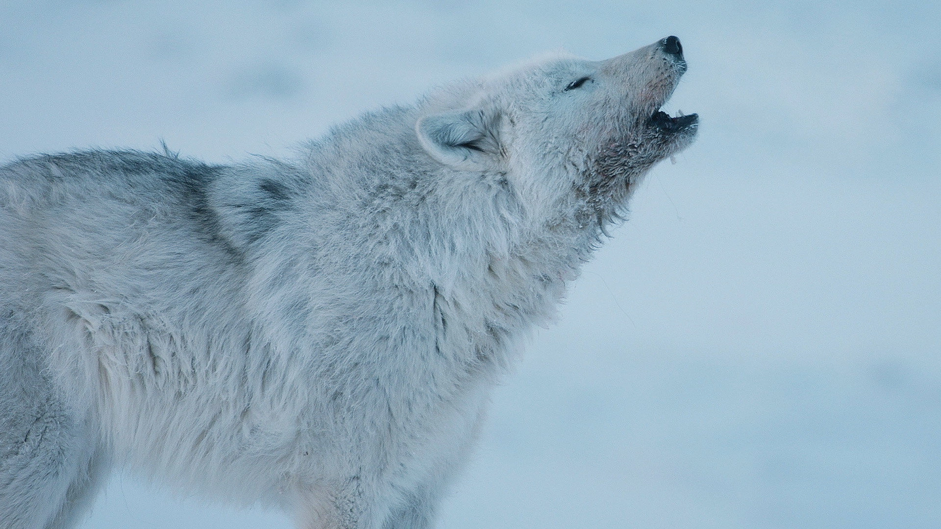 Dogs in the Wild: Meet the Family
