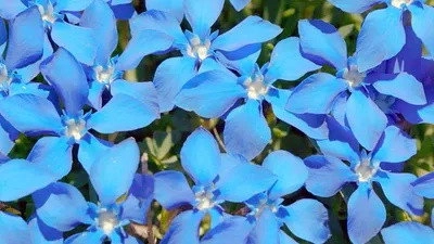 Les Secrets des fleurs sauvages