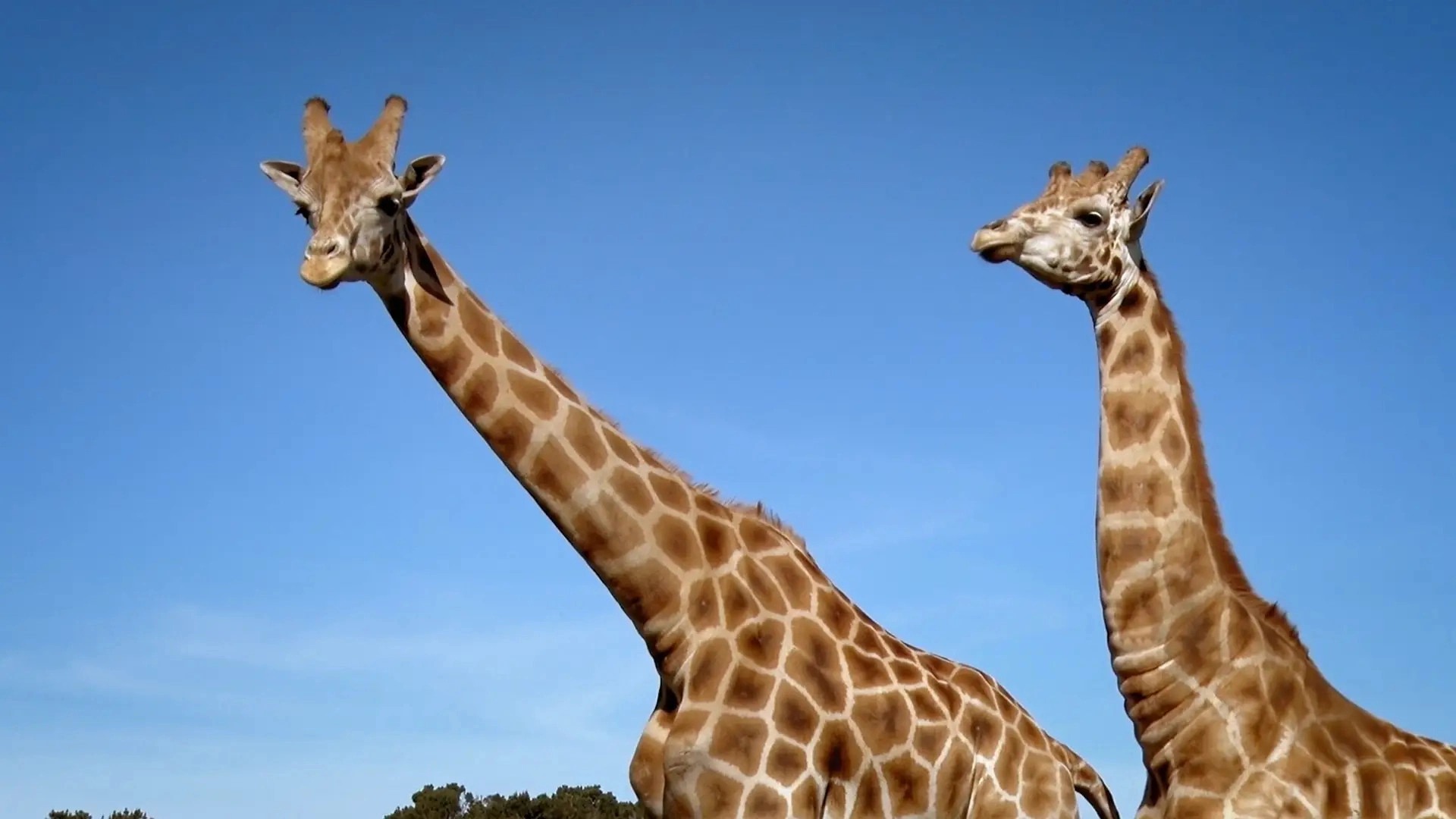 Just Animals