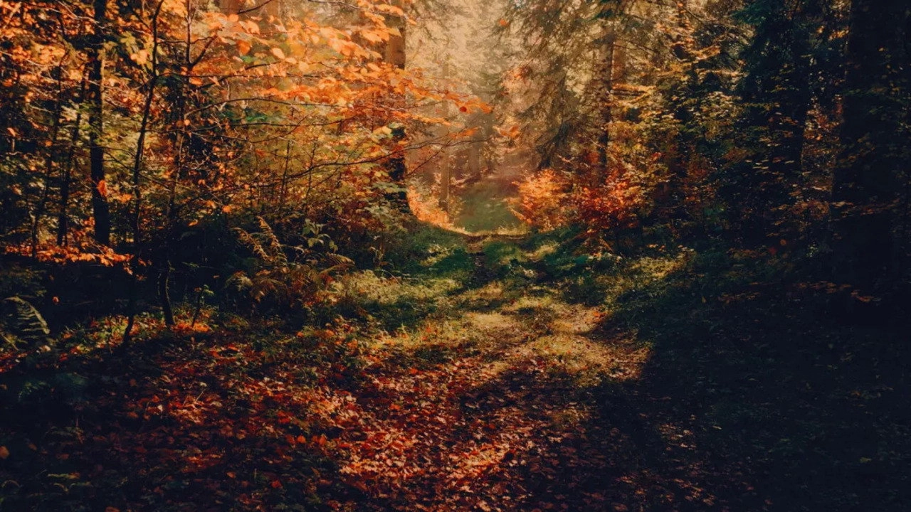 Voir l'automne, une saison en France