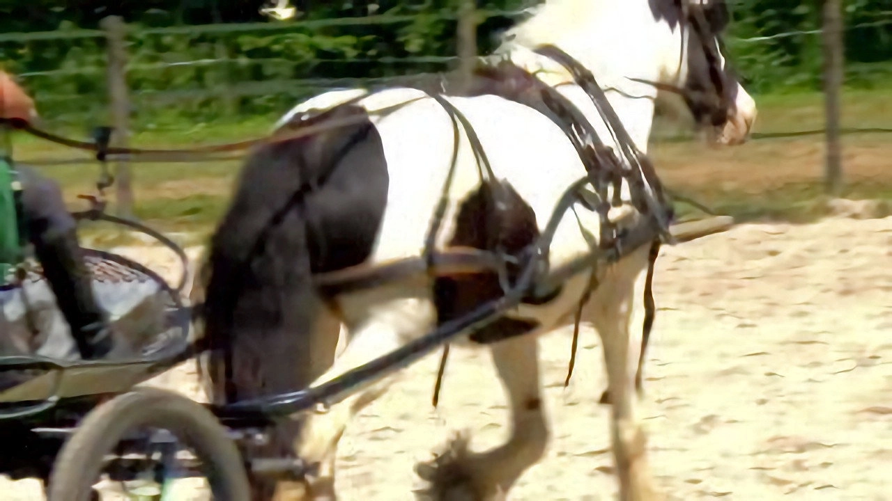 Au galop ! une saison à cheval