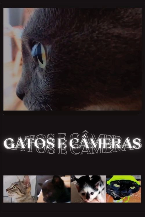 Cats and Cameras