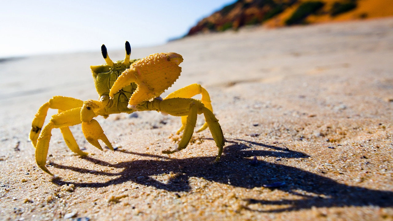 Australia Remastered